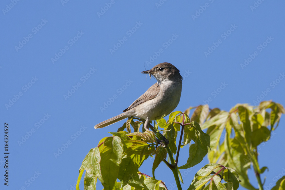 Blyth's reed warbler sitting on branch of tree with insect in beak, ready to feed nestlings. Cute little songbird. Bird in wildlife. Blyth's reed warbler sitting on branch of tree with insect in beak, ready to feed nestlings. Cute little songbird. Bird in wildlife.