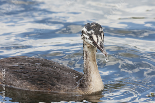 Great crested grebe young swimming on water. Cute funny waterbird. Bird in wildlife. © Anton Mir-Mar