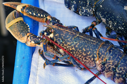 Blue Breton lobster at a seafood market in Brittany