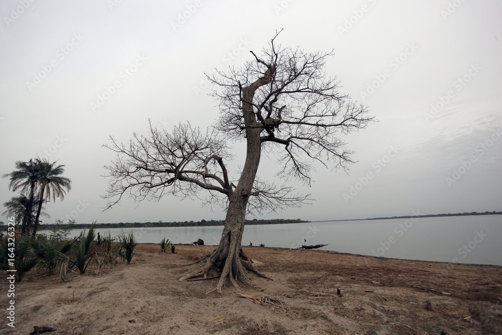 african landsacpe with river and huge tree