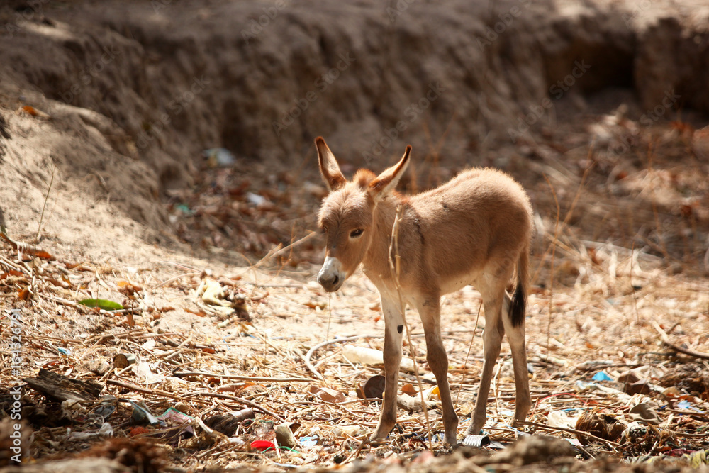 funny baby donkey