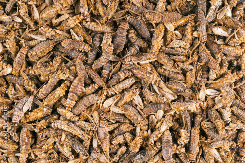 Background of edible whole roasted crickets