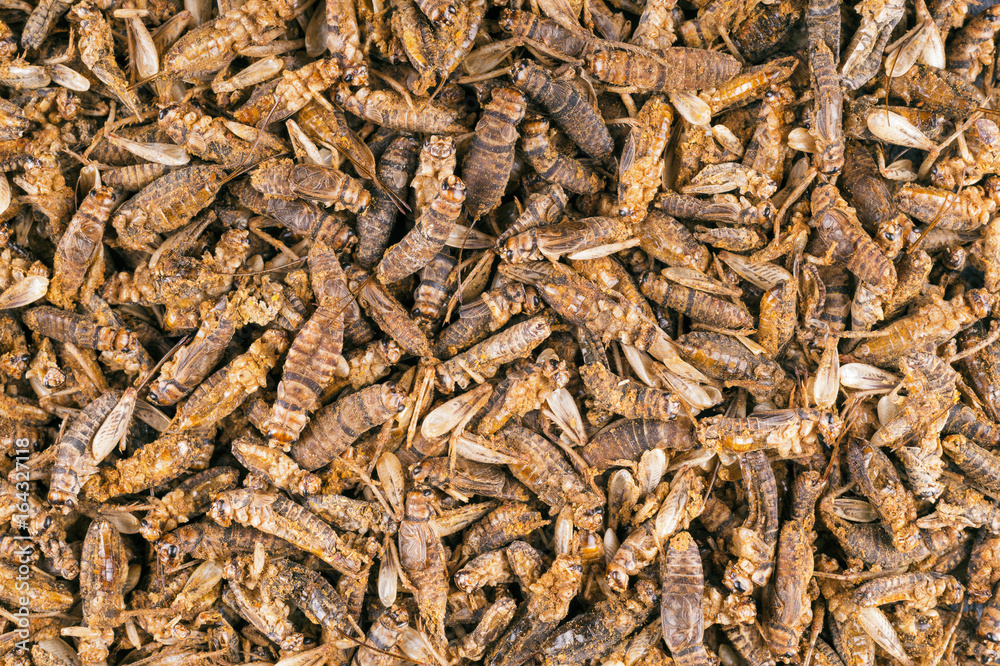 Background of edible whole roasted crickets Background of edible whole roasted crickets