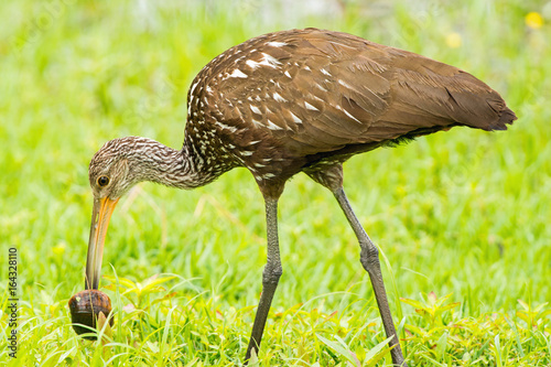 Limpkin with apple snail photo