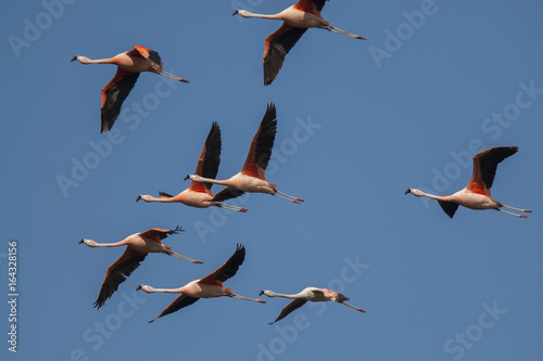 Chilean flamingo