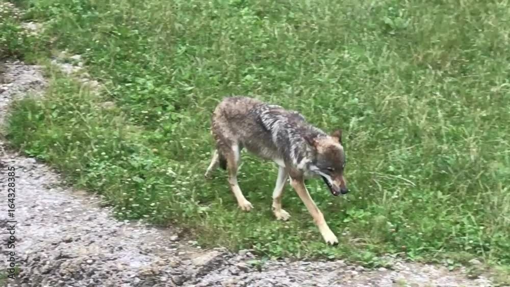 Grauer Wolf  läuft Wiese am Waldrand in der Wildnis vom Nationalpark entlang