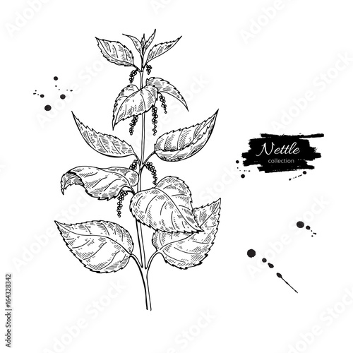 Nettle vector drawing. Isolated medical plant with leaves. Herbal engraved style illustration. Detailed