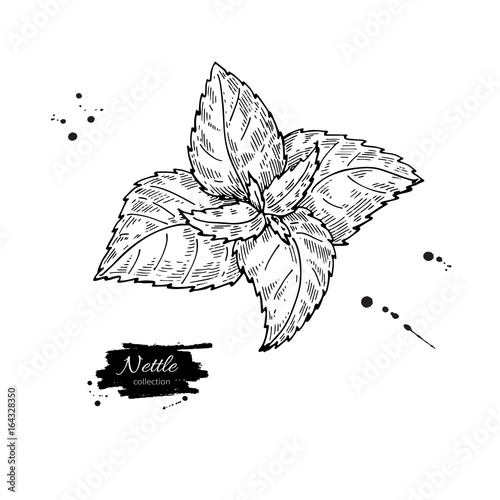 Nettle vector drawing. Isolated medical plant with leaves. Herbal engraved style illustration. Detailed