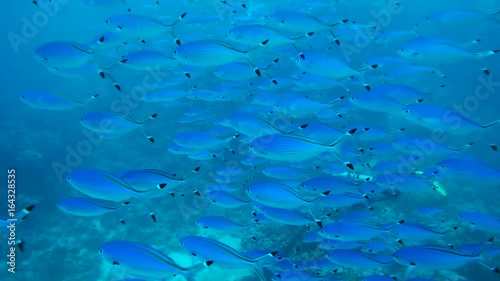 Scuba diver and School of fish Blue fusilier in blue water - Abu Dabbab, Marsa Alam, Red Sea, Egypt, Africa
 photo