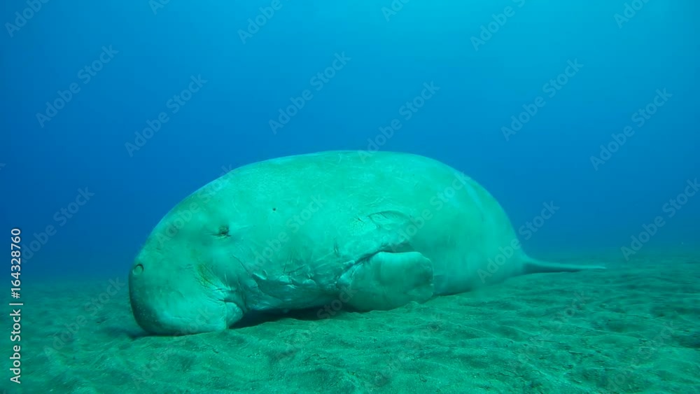 Dugong dugon sleeps on a sandy bottom swaying during the water - Abu Dabab, Marsa Alam, Red Sea, Egypt, Africa
Dugong dugon sleeps on a sandy bottom swaying during the water - Abu Dabab, Marsa Alam, Red Sea, Egypt, Africa