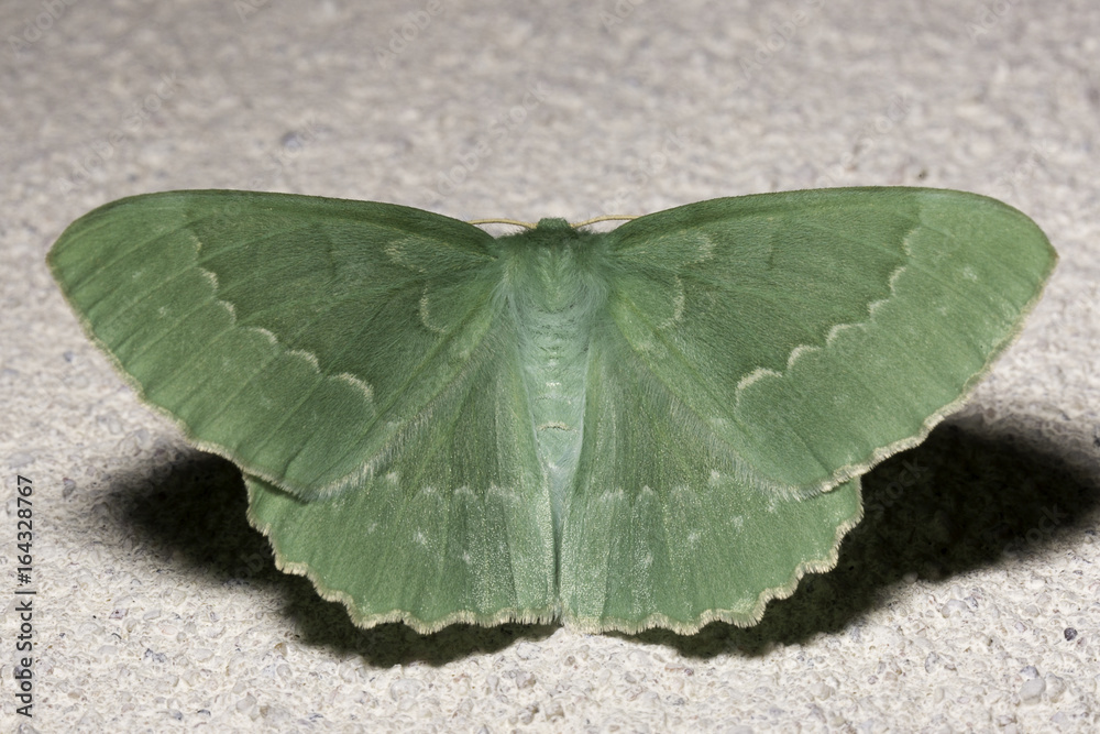 Obraz premium Large Emerald Moth Close Up