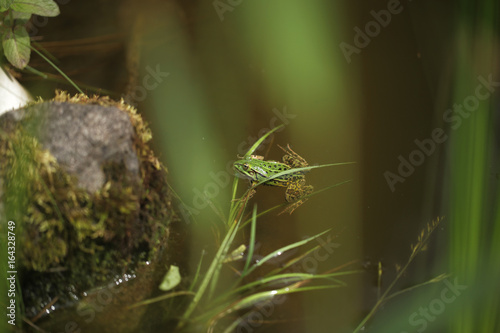mała zielona żabka w oczku wodnym © agarianna