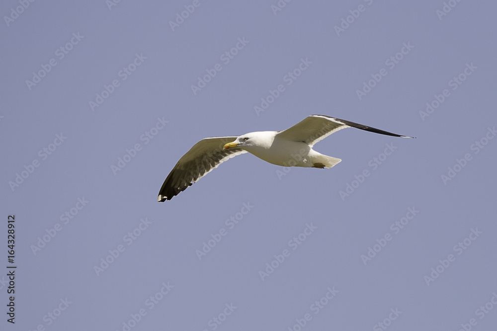 Obraz premium Gull Flying with Wings Spread