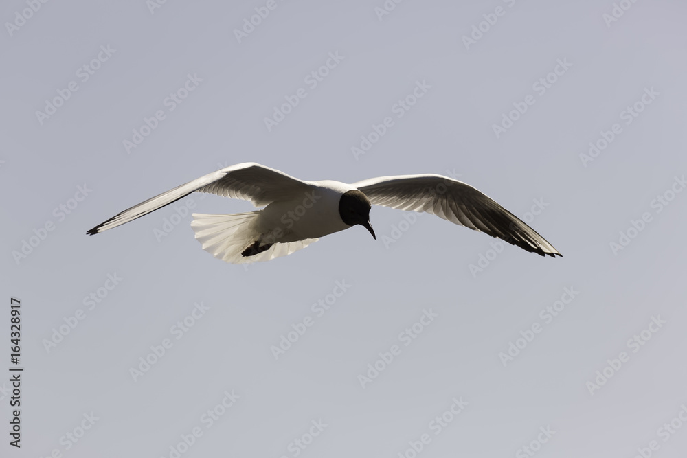 Obraz premium Black-headed gull Flying