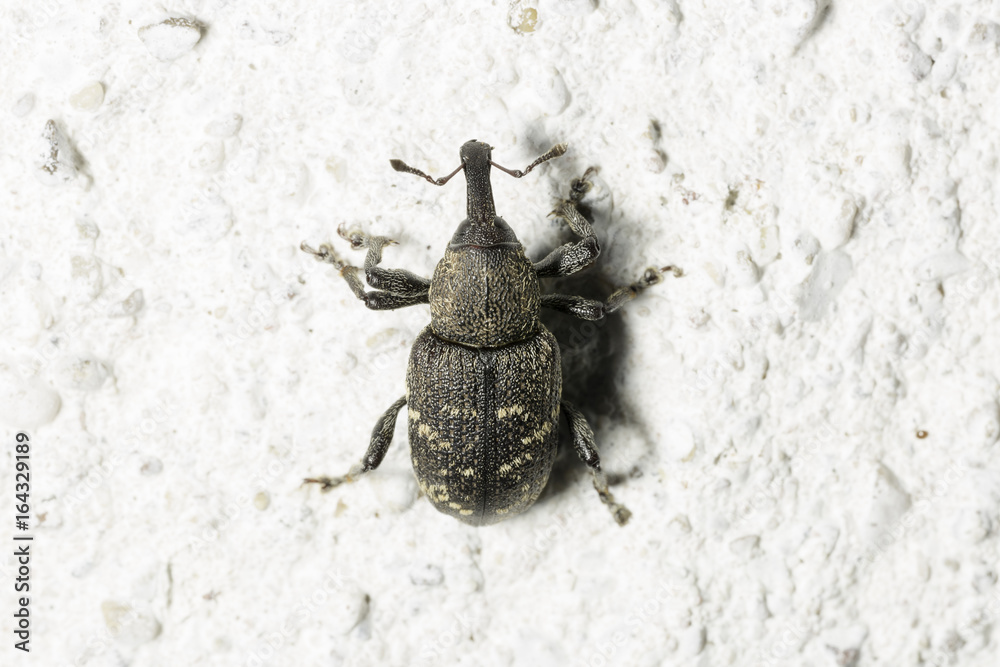 Large Pine Weevil Close Up Large Pine Weevil Close Up