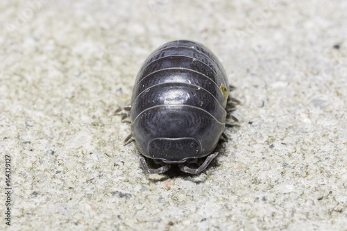 Pill Bug Extremely Close Up © Emmoth