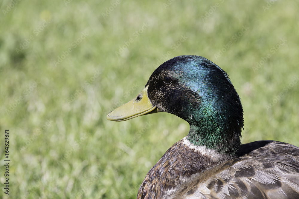 Male Mallard Close Up