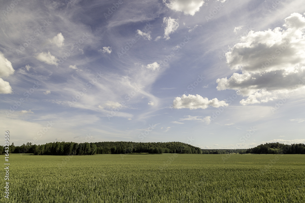 Obraz premium Wheat Field with trees and a partly cloudy sky