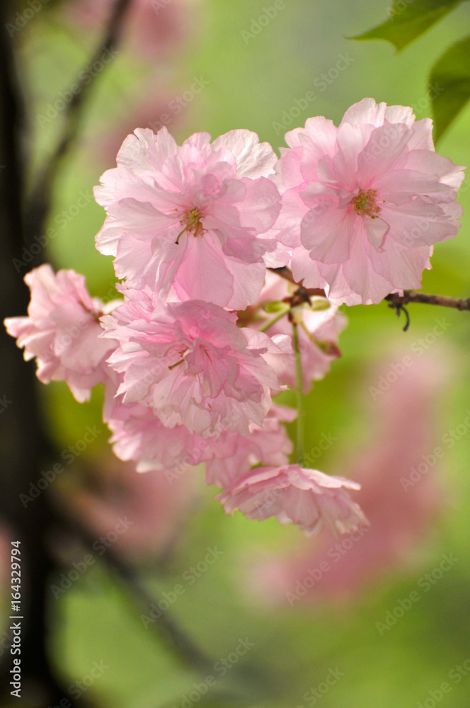 pink cherry blossoms pink cherry blossoms