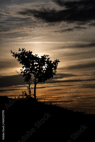 Tree silhouette at Sunset