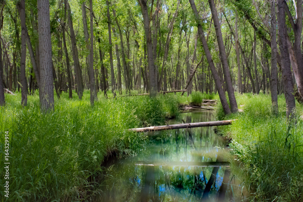 Cherry Creek 2