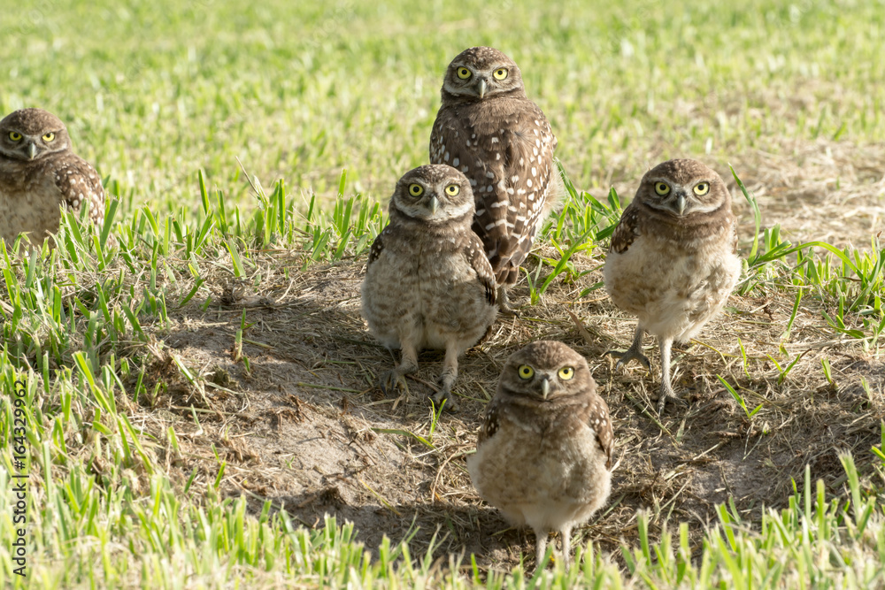 Naklejka premium Los búhos están calentándose con el sol de la mañana.