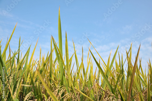 green grass and blue sky