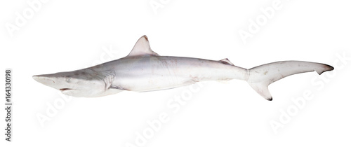  The Blacktip Reef shark (Carcharhinus limbatus). Isolated on white background