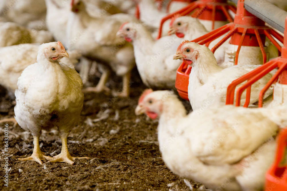 Fototapeta premium GRANJA DE AVES