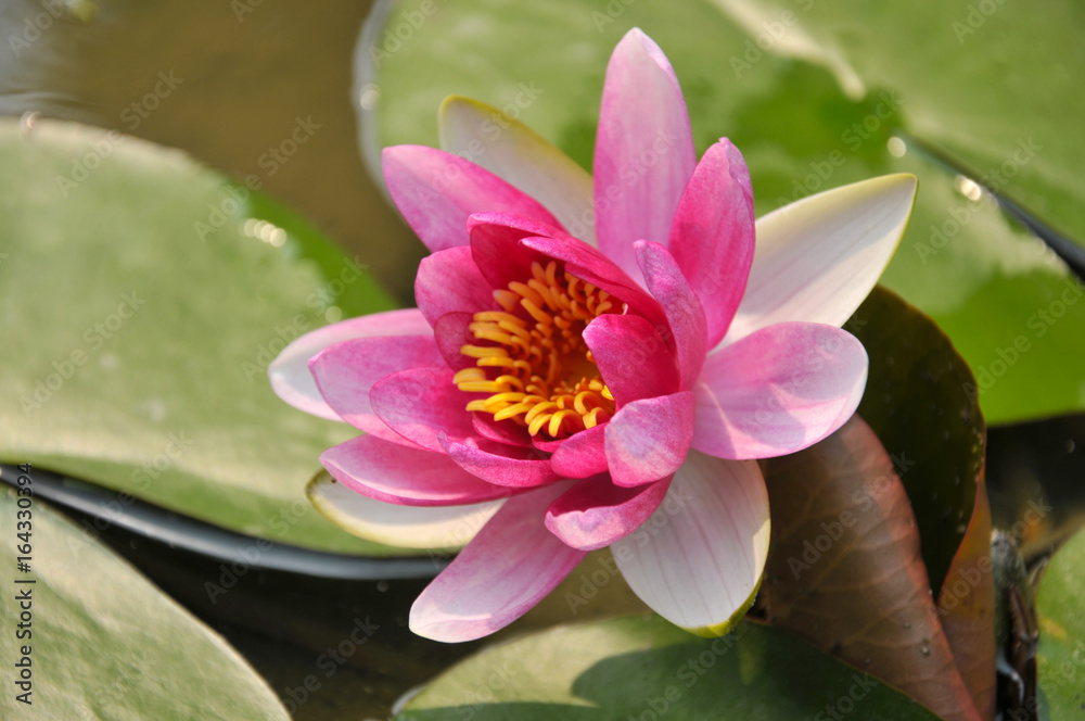 pink water lily pink water lily