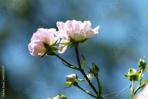 Zartrosa Gartenrose vor blauem Himmel