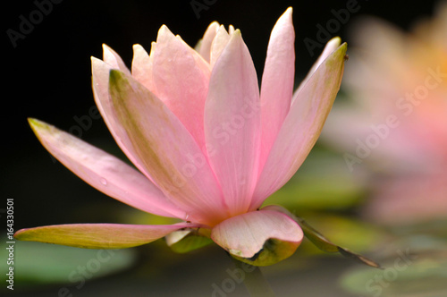 pink water lily
