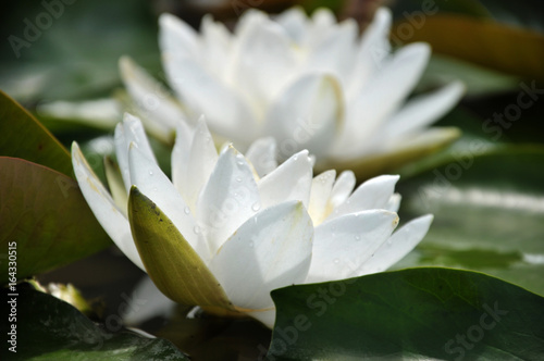 white water lily