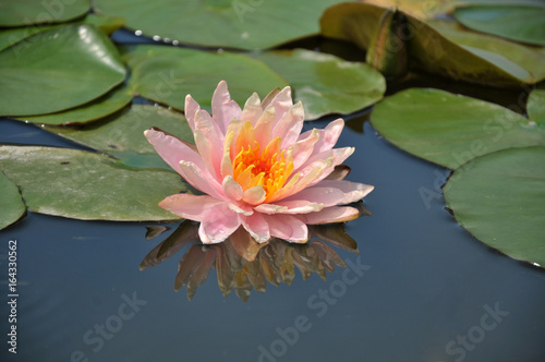 pink water lilly