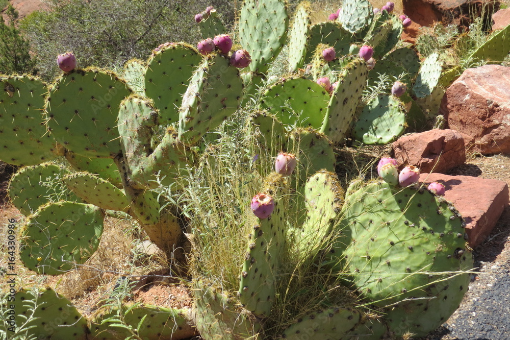 Cactus in bloom in the desert Cactus in bloom in the desert
