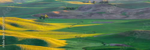 Lone Tree in Rolling Hills of Palouse Wheat Fields at Sunset
