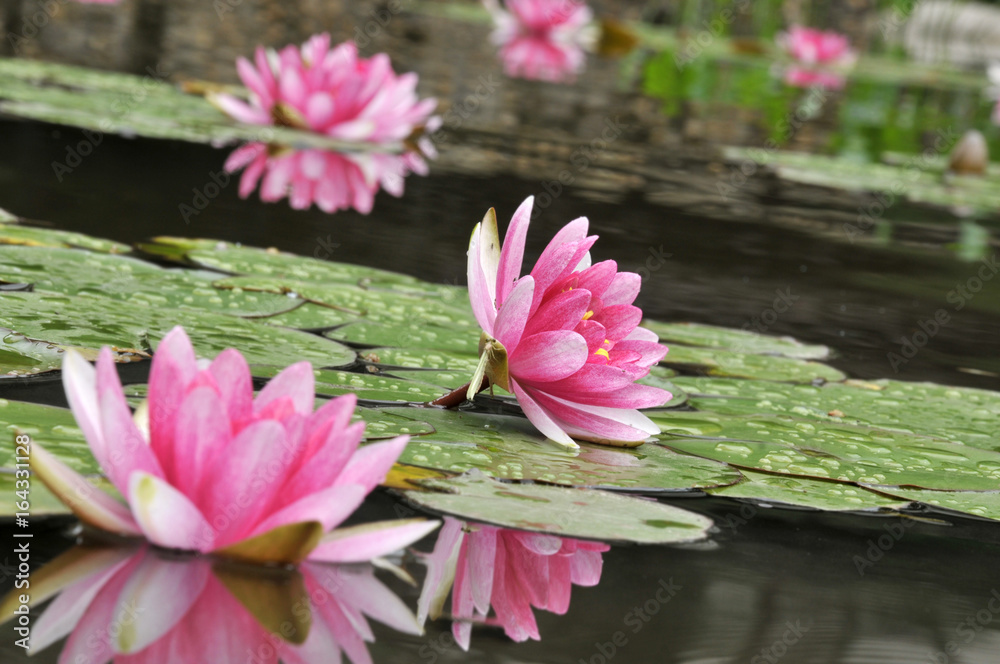 pink water lily
