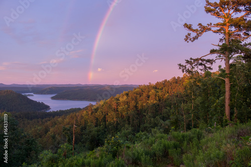 Rainbow over a Towering Pine