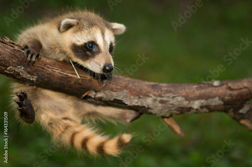 Photography Baby raccoon hanging in there