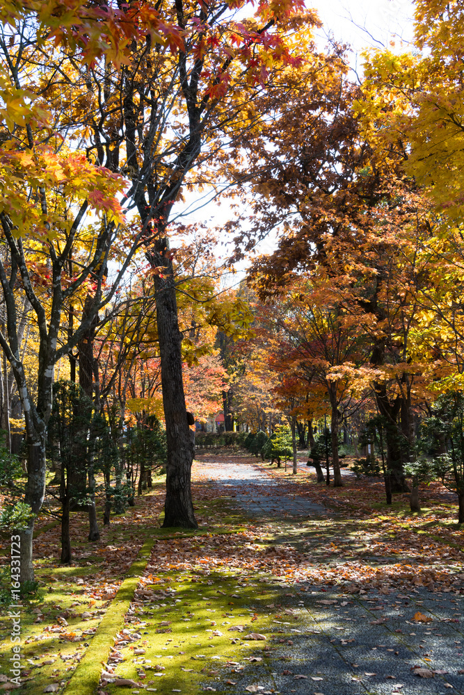 秋の公園