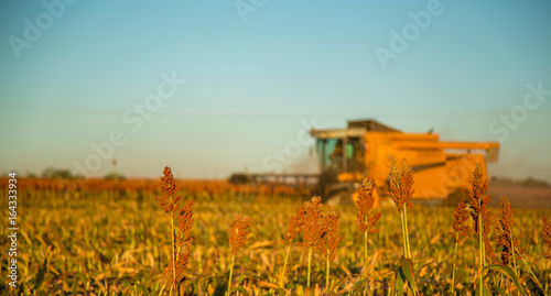 Harvest sorghum planting