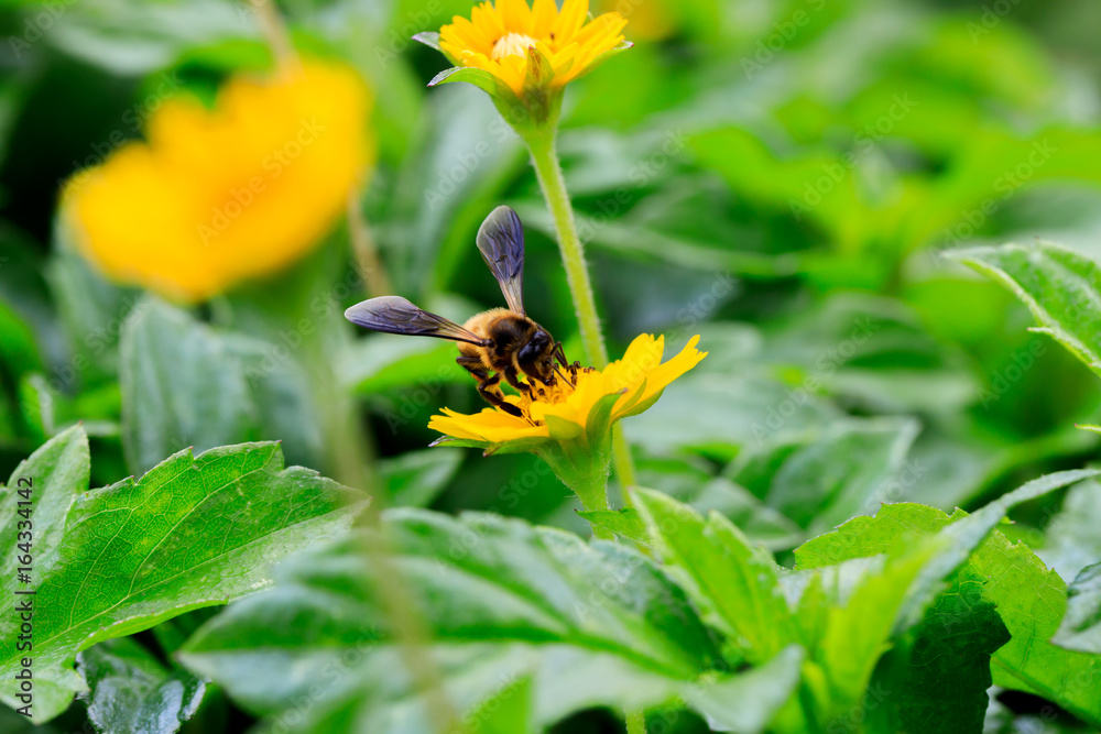Fototapeta premium A beautiful bee on yellow flower with Nature background