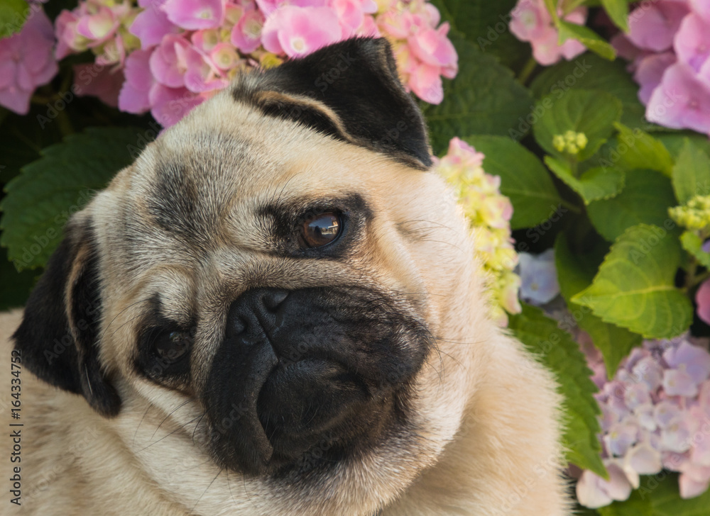 Cute Pug with Tilted Head and Pink Hydrangeas in Background