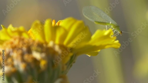 Green Lacewing Fly