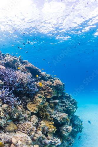 Fototapeta Naklejka Na Ścianę i Meble -  Clear Blue Water and Colorful Coral Reef