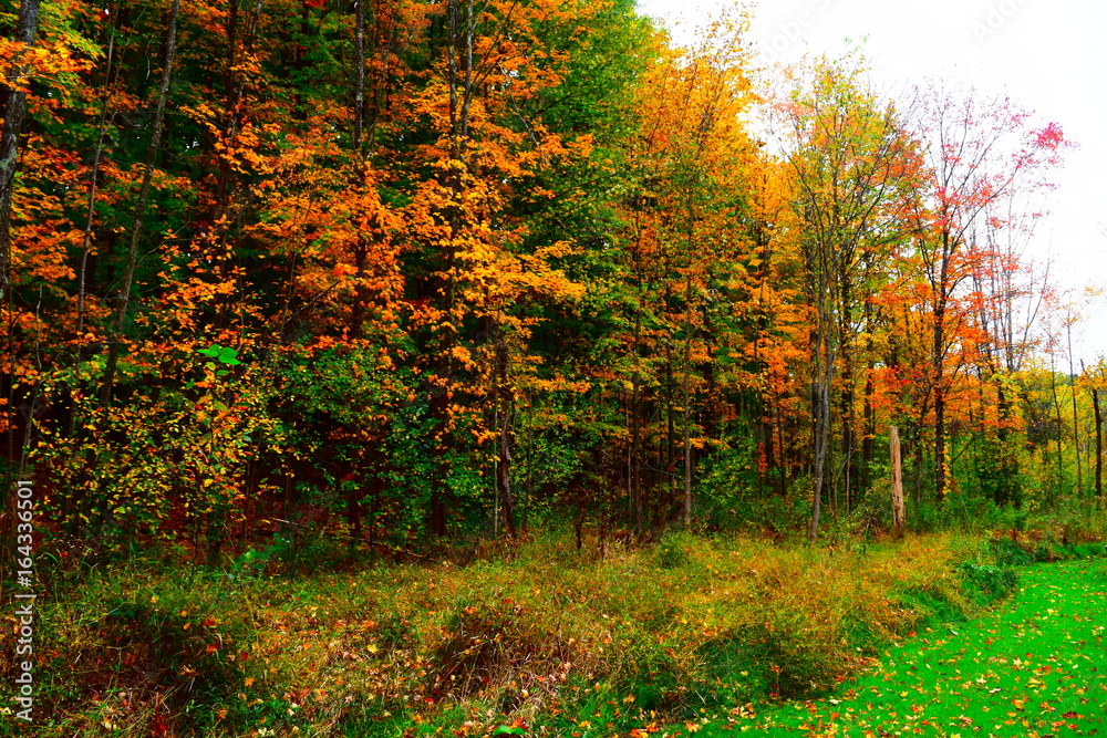 Trees in Fall