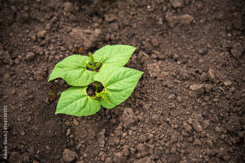 Young bean plants in the garden - oncept of a new life Young bean plants in the garden - oncept of a new life