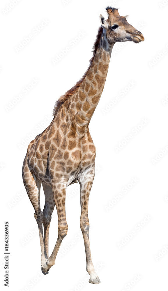 Obraz premium Giraffe isolated on white background