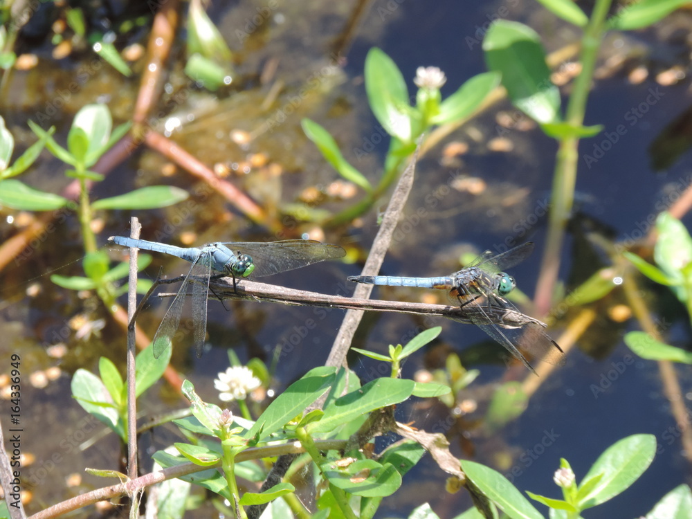 Dragonfly Pair