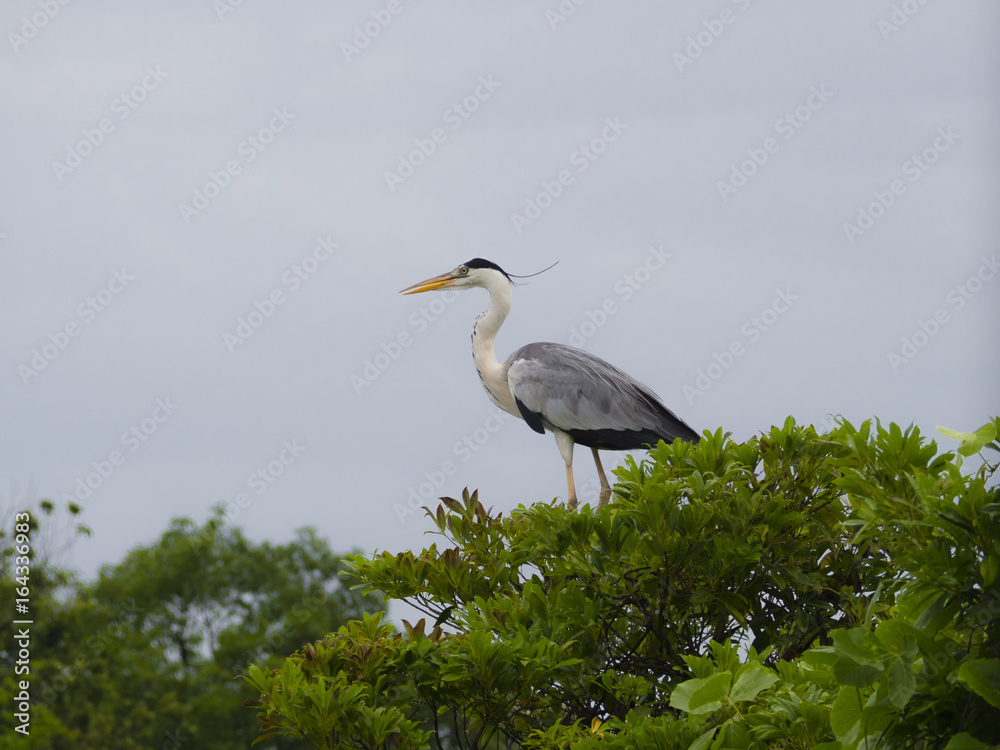 Grey heron standing on a tree with the neck retracted Grey heron standing on a tree with the neck retracted